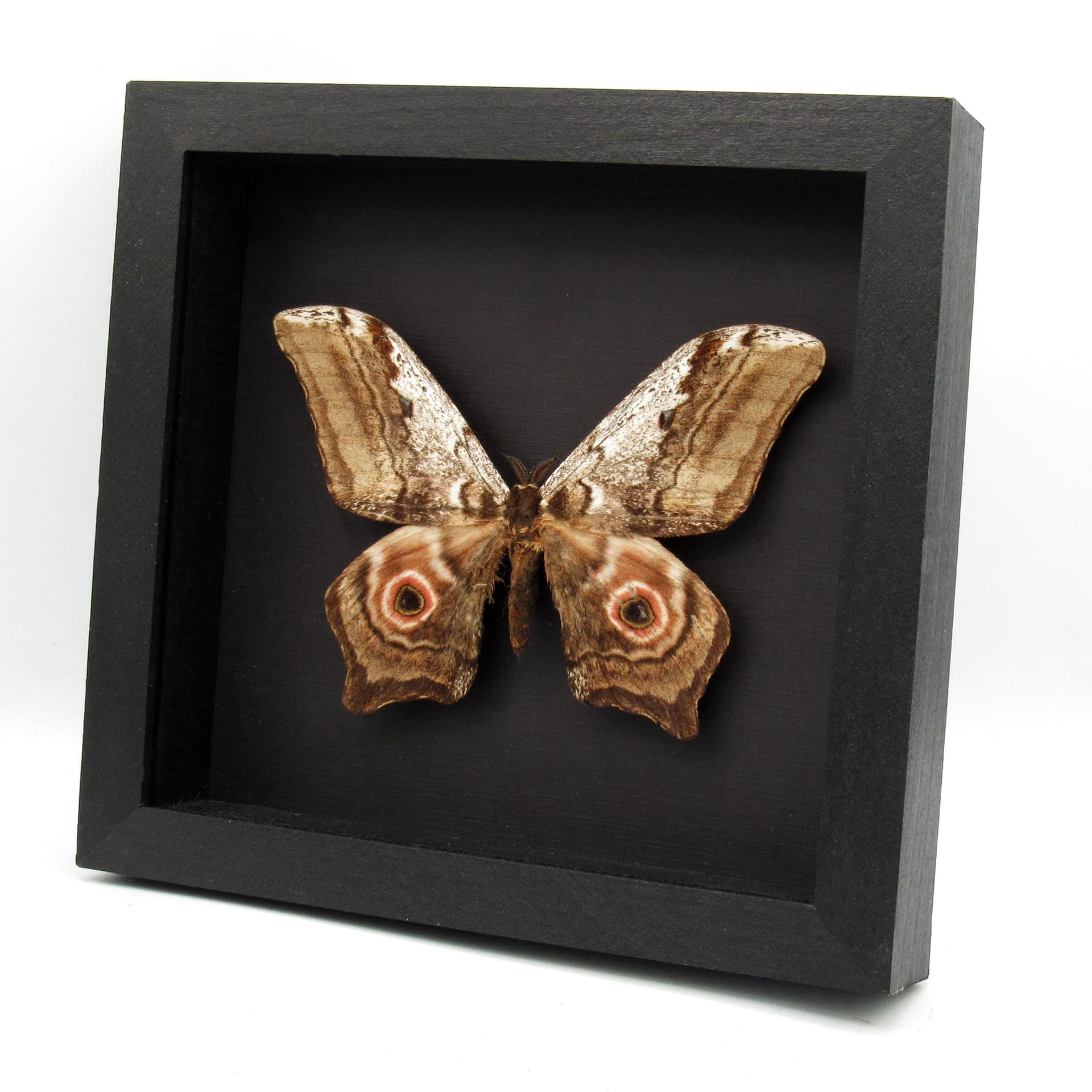 Real Giant Saturn moth framed taxidermy - Athletes albicans