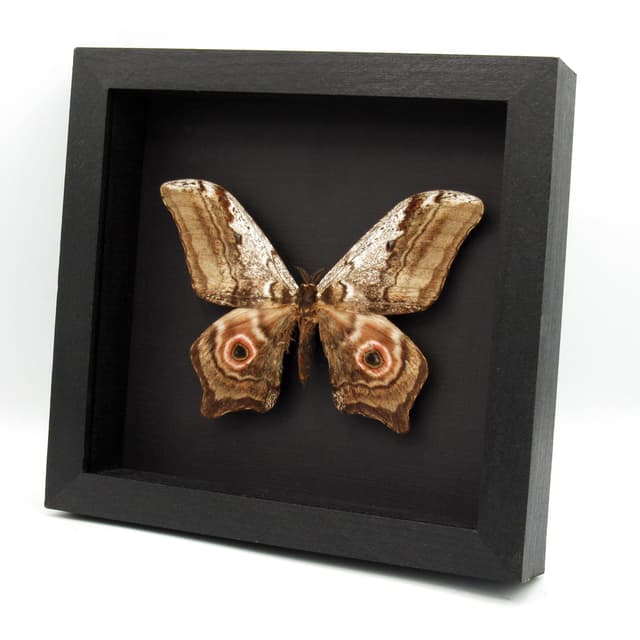 Real Giant Saturn moth framed taxidermy - Athletes albicans