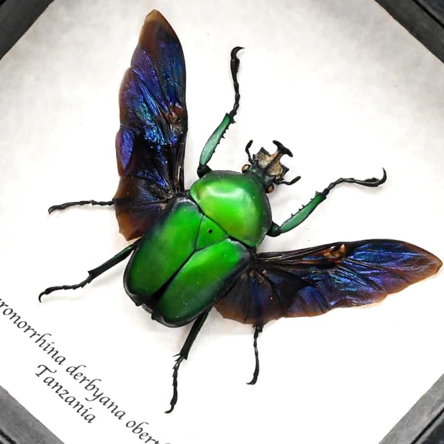 Large green African Scarab beetle framed taxidermy - Dicronorrhina derbyana oberthuri