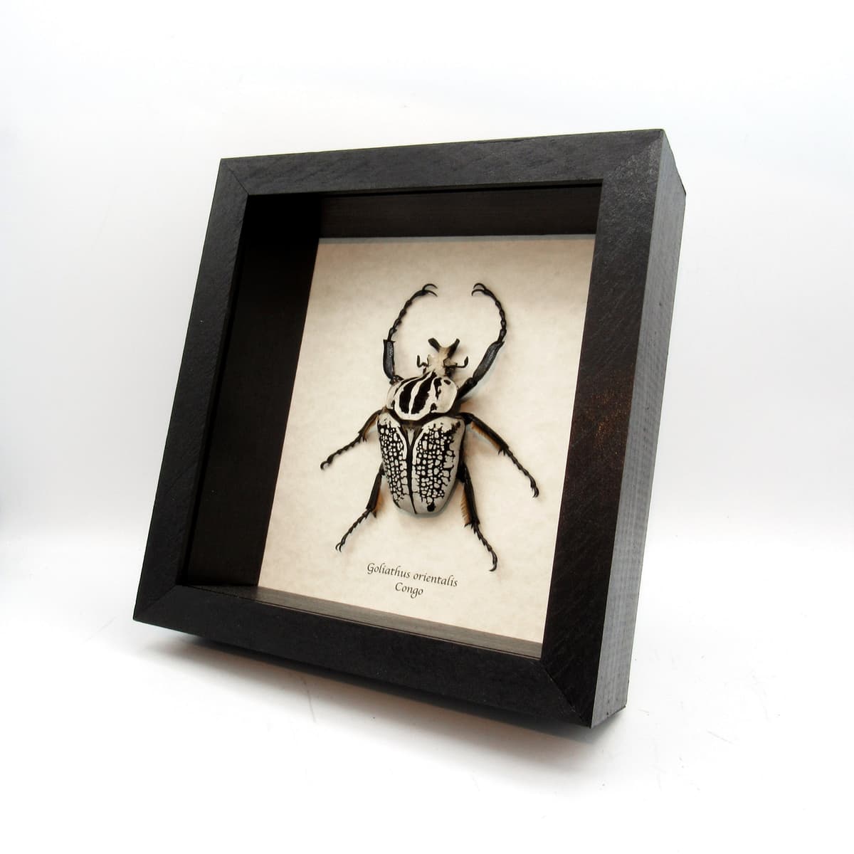 Real XL Flower Beetle framed taxidermy - Goliathus orientalis