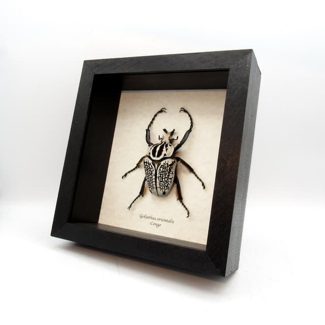 Real XL Flower Beetle framed taxidermy - Goliathus orientalis