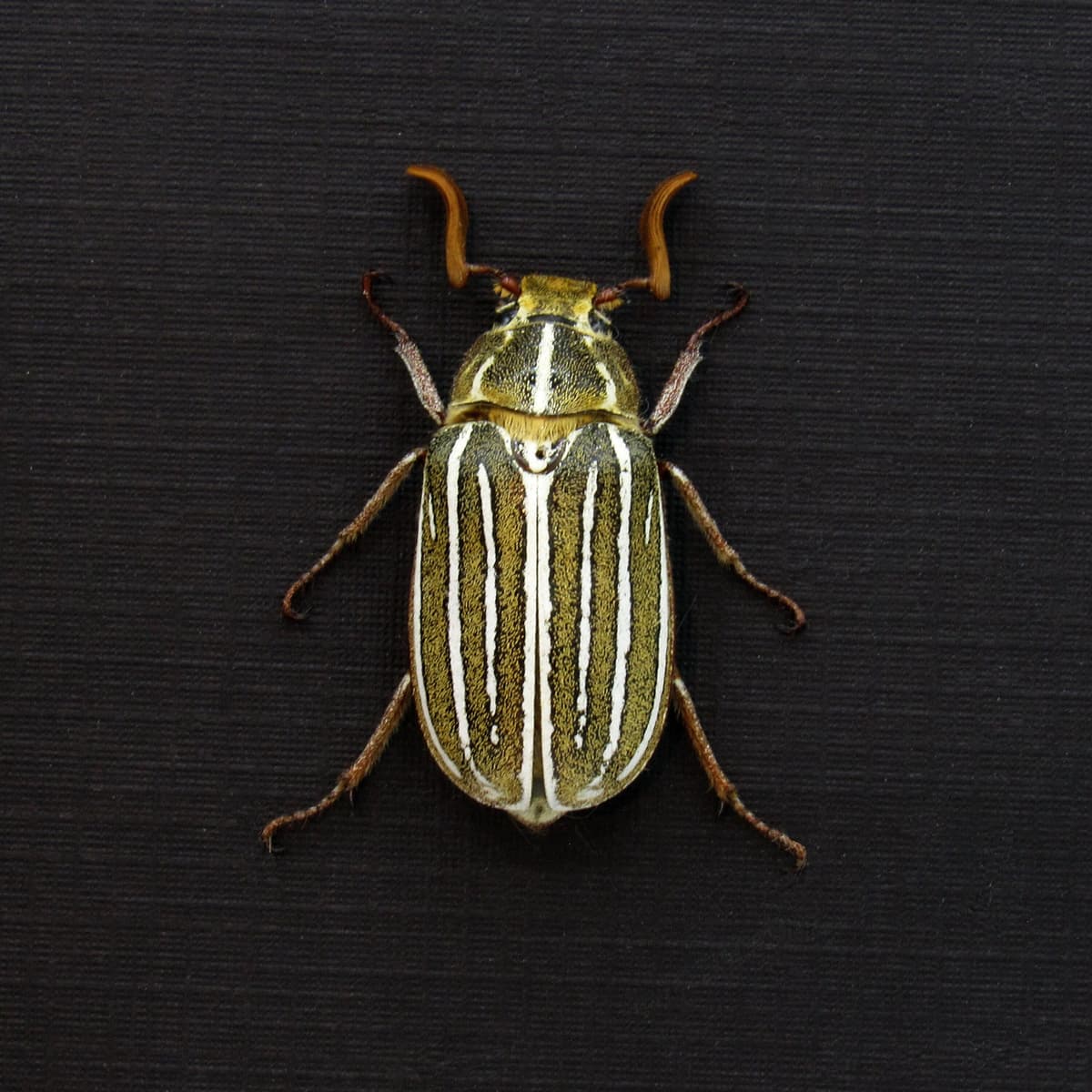 Real Ten-lined June Beetle framed taxidermy - Polyphylla decemlineata