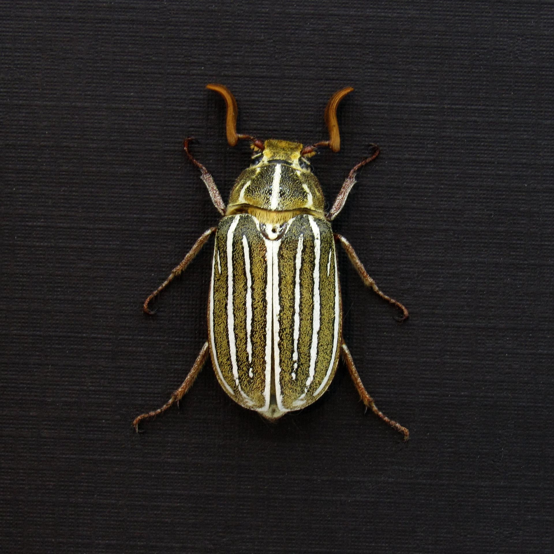 Real Ten-lined June Beetle framed taxidermy - Polyphylla decemlineata