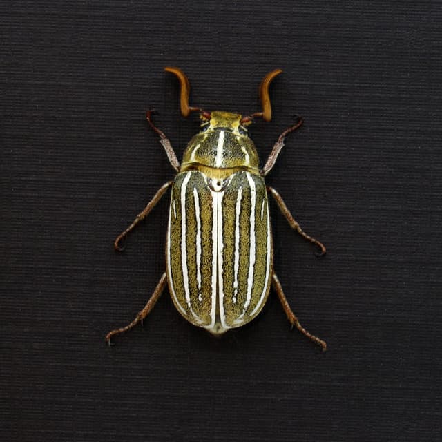 Real Ten-lined June Beetle framed taxidermy - Polyphylla decemlineata