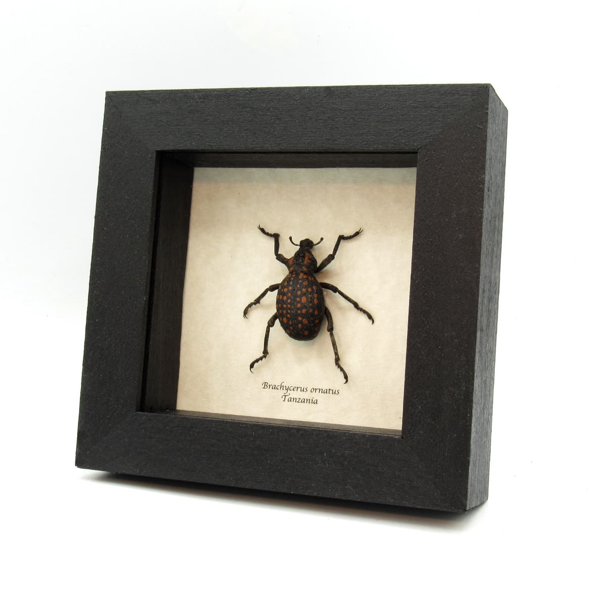 Worlds largest weevil framed taxidermy - Brachycerus ornatus