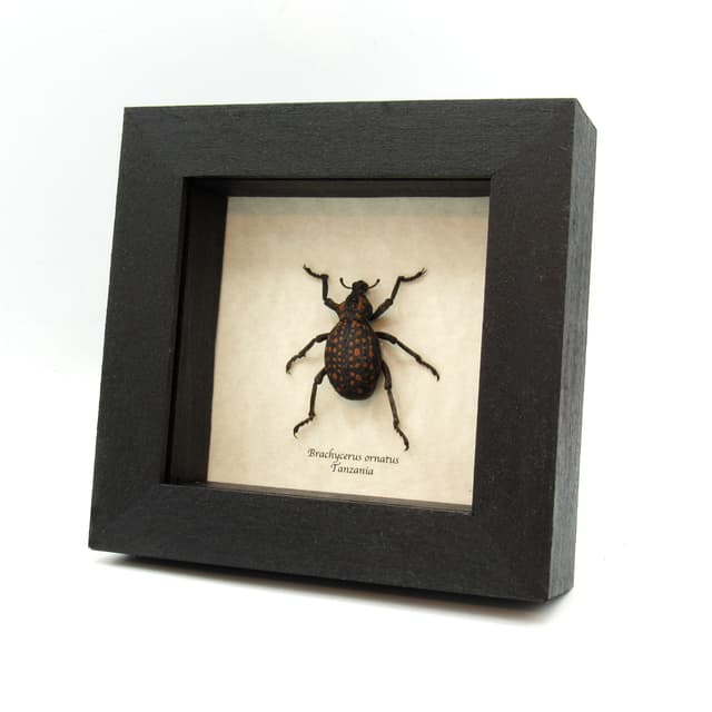 Worlds largest weevil framed taxidermy - Brachycerus ornatus