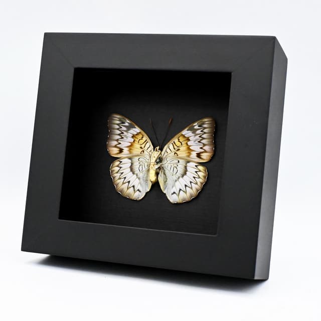 Rare Malay Baron butterfly framed taxidermy - Euthalia monina lividus