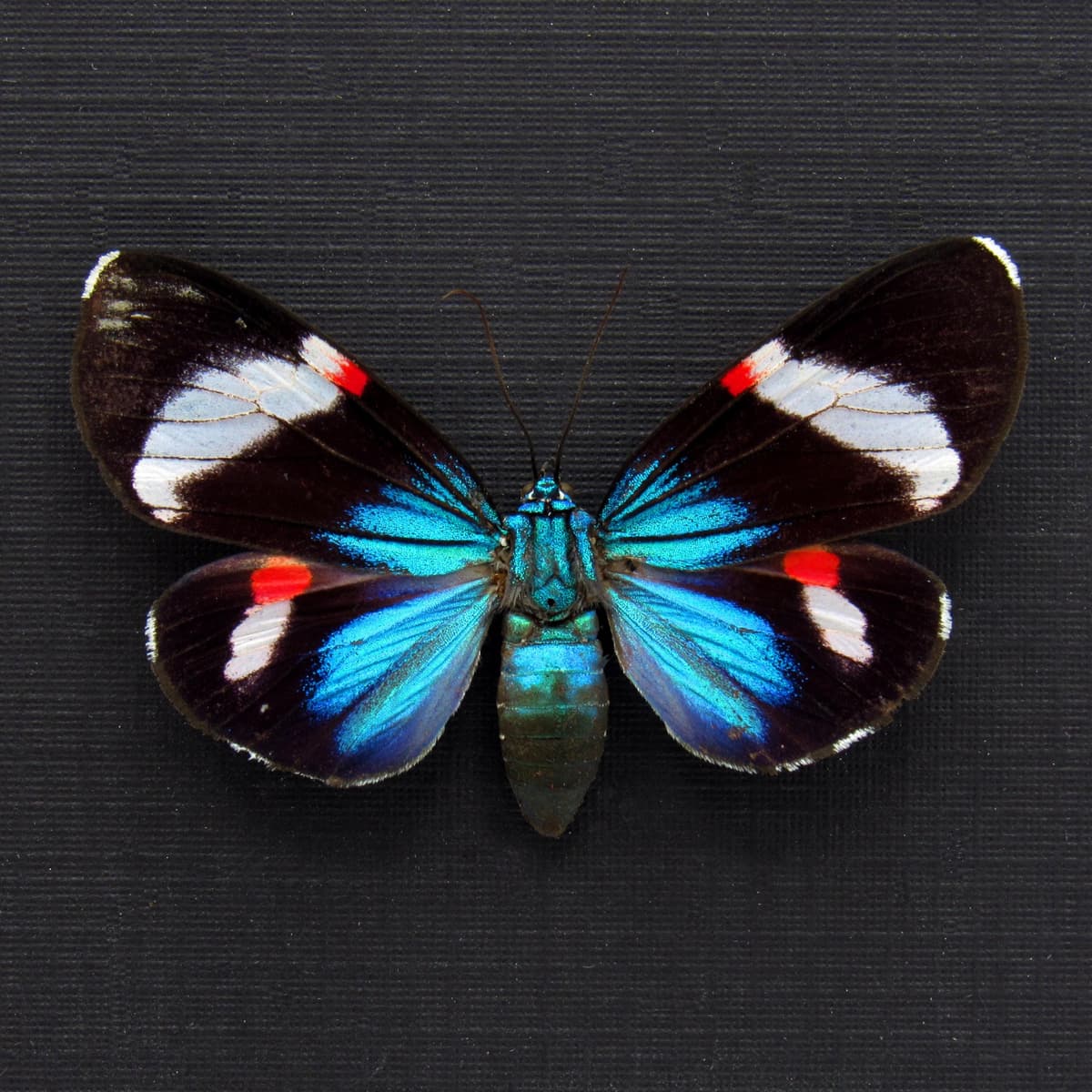 Rare metallic Day Moth framed taxidermy - Hypocrita calida - white banded female