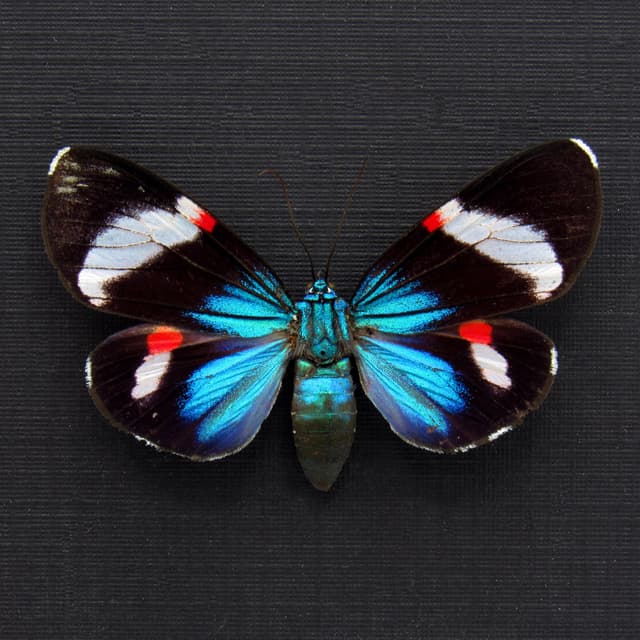 Rare metallic Day Moth framed taxidermy - Hypocrita calida - white banded female