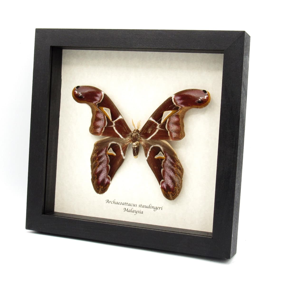 Very rare Giant Atlas moth framed taxidermy - Archaeoattacus staudingeri
