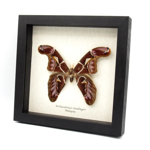Very rare Giant Atlas moth framed taxidermy - Archaeoattacus staudingeri
