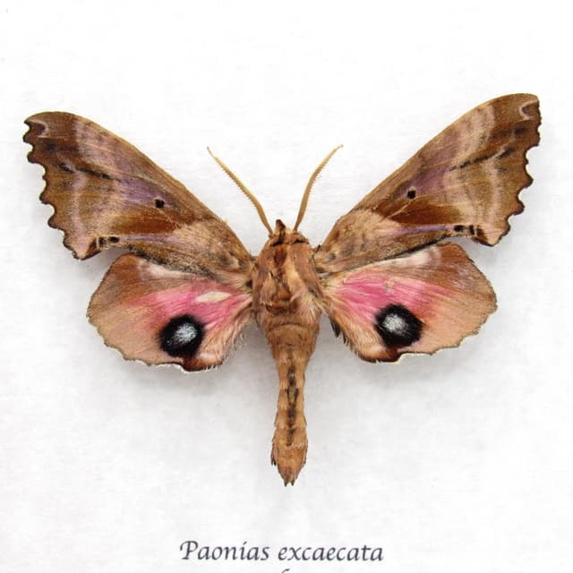 Real pink Blinded Sphinx moth framed taxidermy - Paonias excaecata