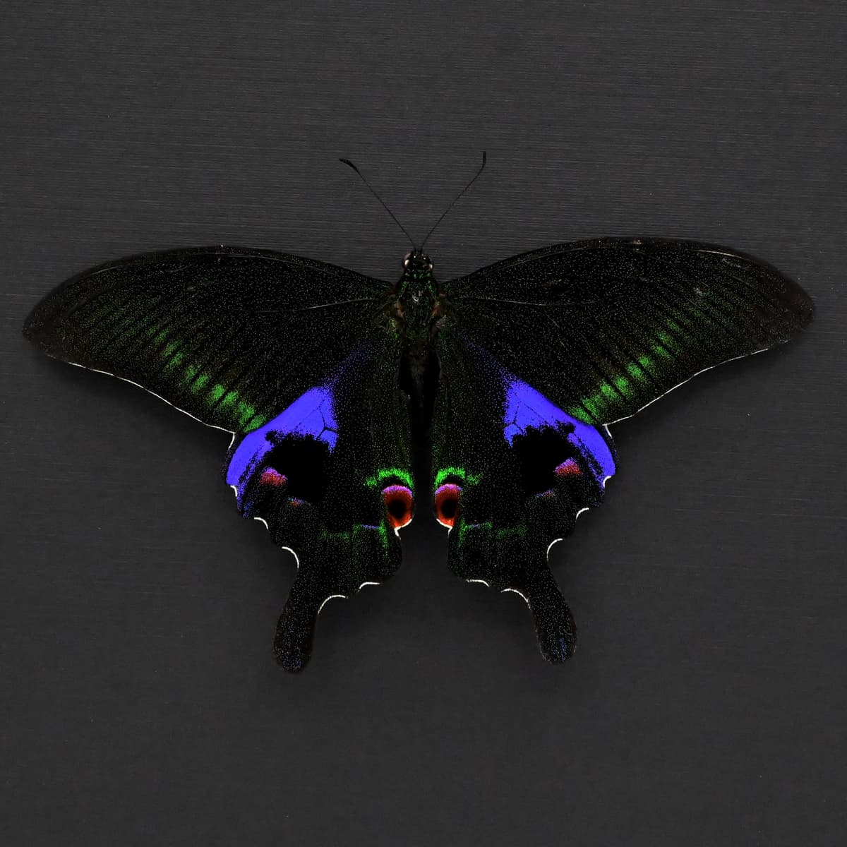 Large purple Peacock butterfly framed taxidermy - Papilio arcturus - Victorian mount