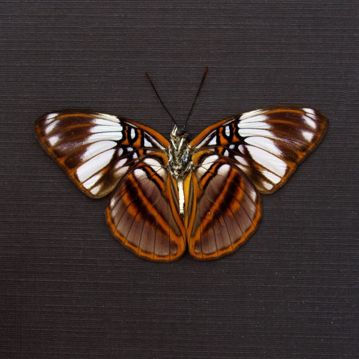 Real purple butterfly framed taxidermy - Adelpha epione - Victorian mount