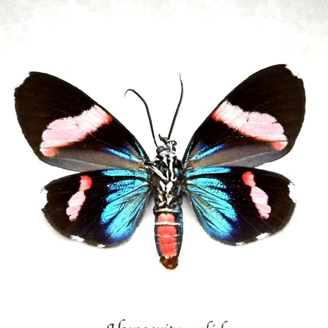 Rare metallic Day Moth framed taxidermy - Hypocrita calida - white banded female