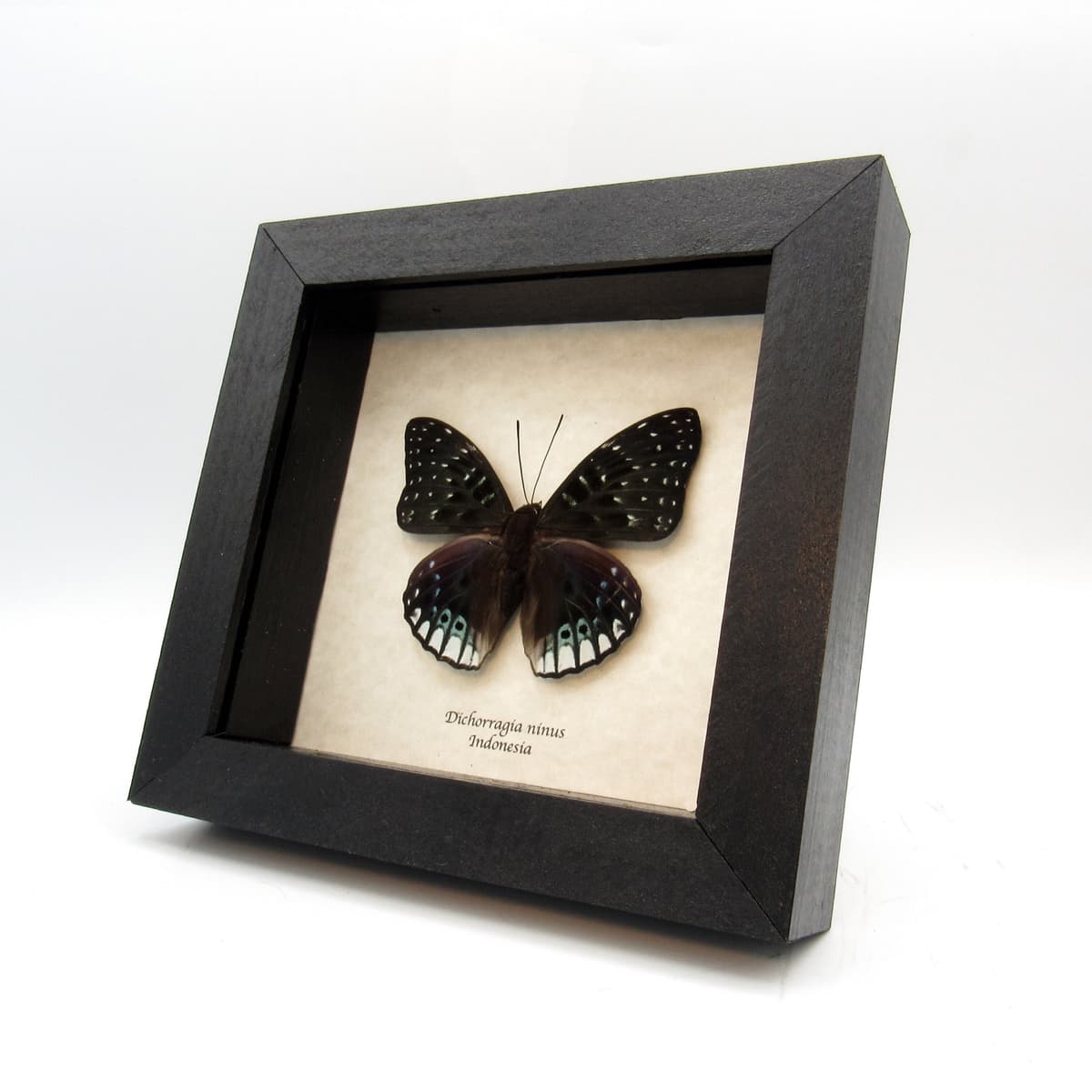 Real green Constable butterfly framed taxidermy - Dichorragia ninus