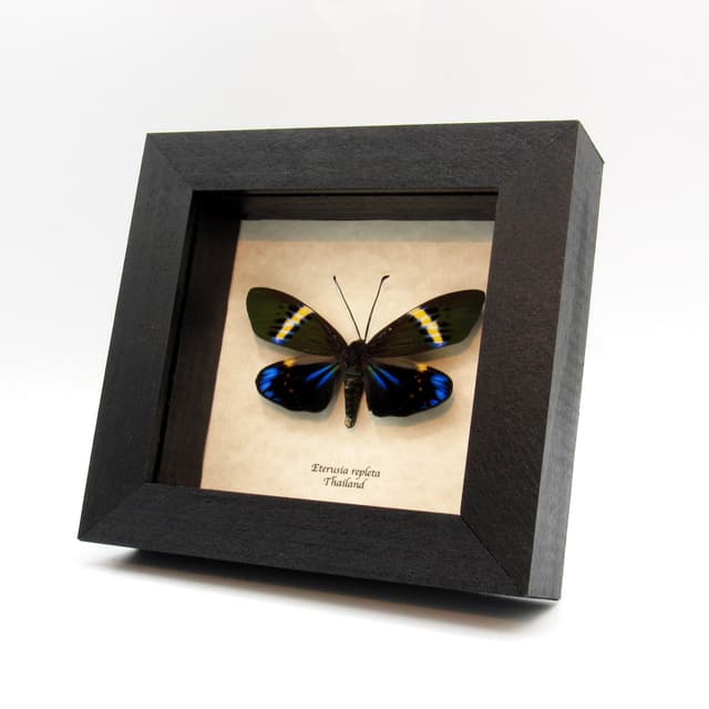Real day moth framed taxidermy - Eterusia repleta - large female