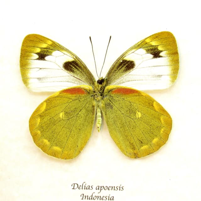 Real Chartreuse Delias butterfly framed taxidermy - Delias apoensis