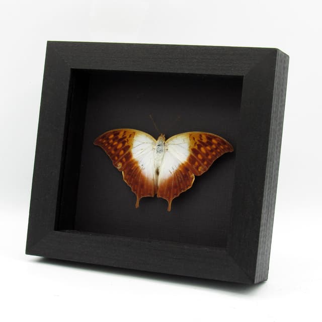 Real sunrise Pearl Emperor butterfly framed taxidermy - Charaxes varanes - large female - Victorian mount
