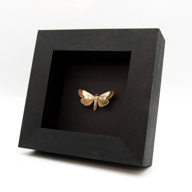 Real silver metallic Noctuid moth framed taxidermy - Westermannia triangularis