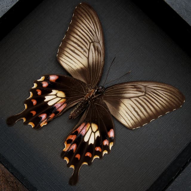 Real Swallowtail butterfly framed taxidermy - Papilio polytes romulus - female