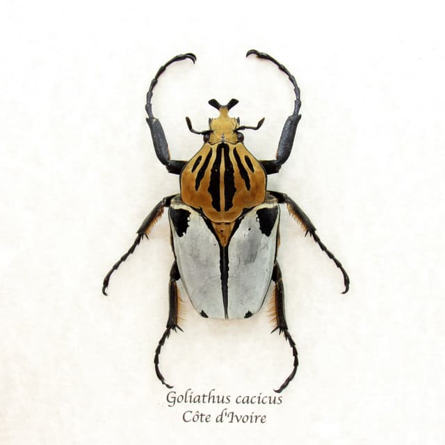 Rare Chief Goliath beetle framed taxidermy - Goliathus cacicus