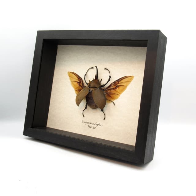 Real XL Elephant Rhinoceros beetle framed taxidermy - Megasoma elephas