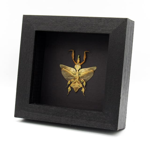 Rare Ghost Mantis framed taxidermy - Phyllocrania paradoxa - female
