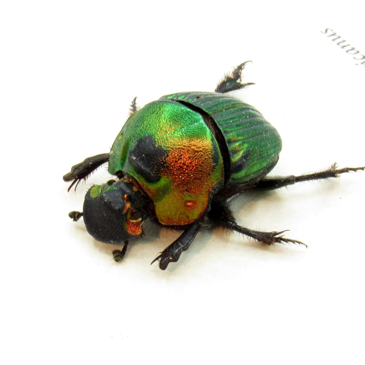 Real metallic dung beetle framed taxidermy - Phanaeus mexicanus - female