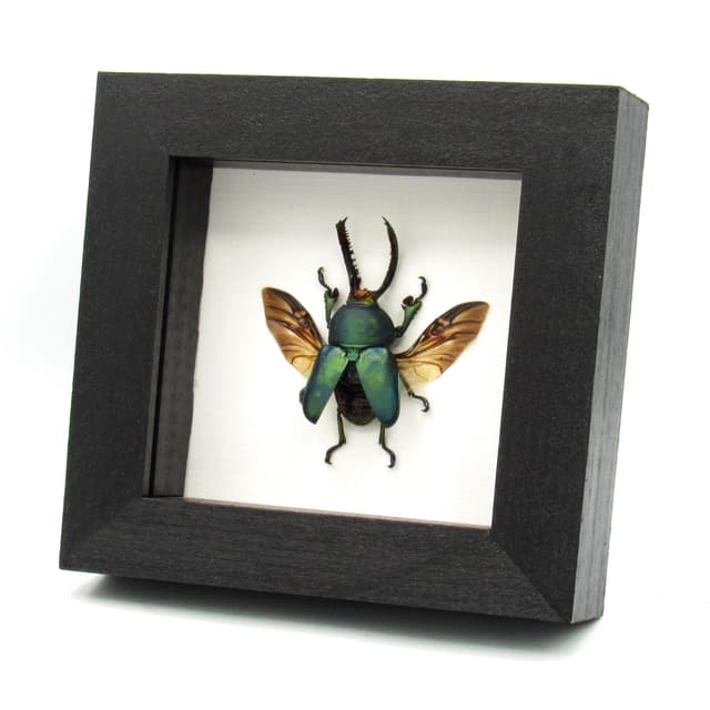 Real green Stag beetle framed taxidermy - Lamprima adolphinae - large