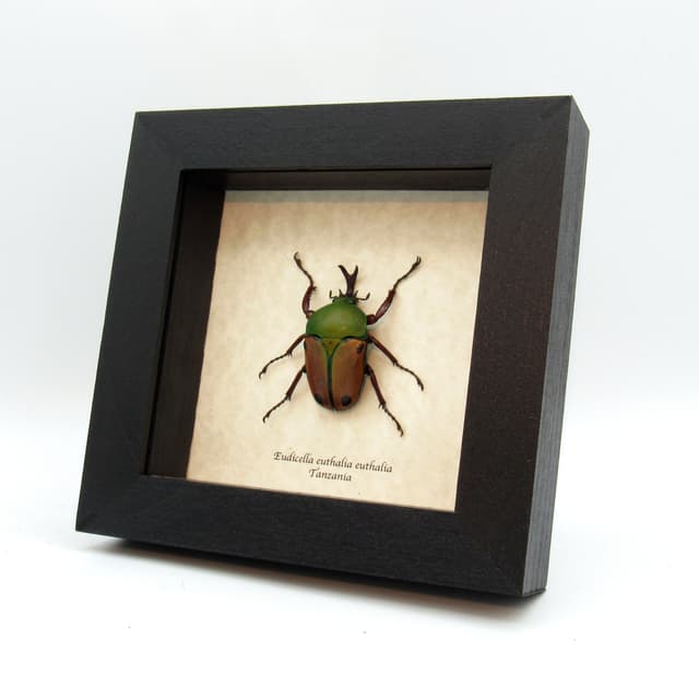 Real Flower beetle framed taxidermy - Eudicella euthalia euthalia - large