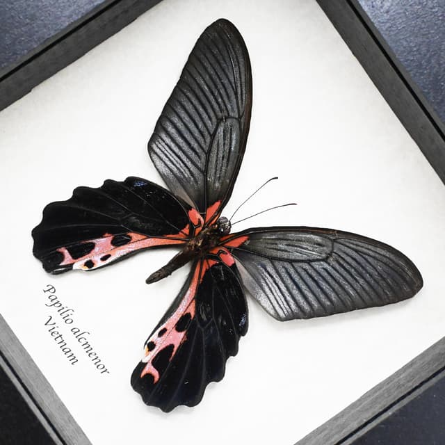 Real Swallowtail butterfly framed taxidermy - Papilio alcmenor