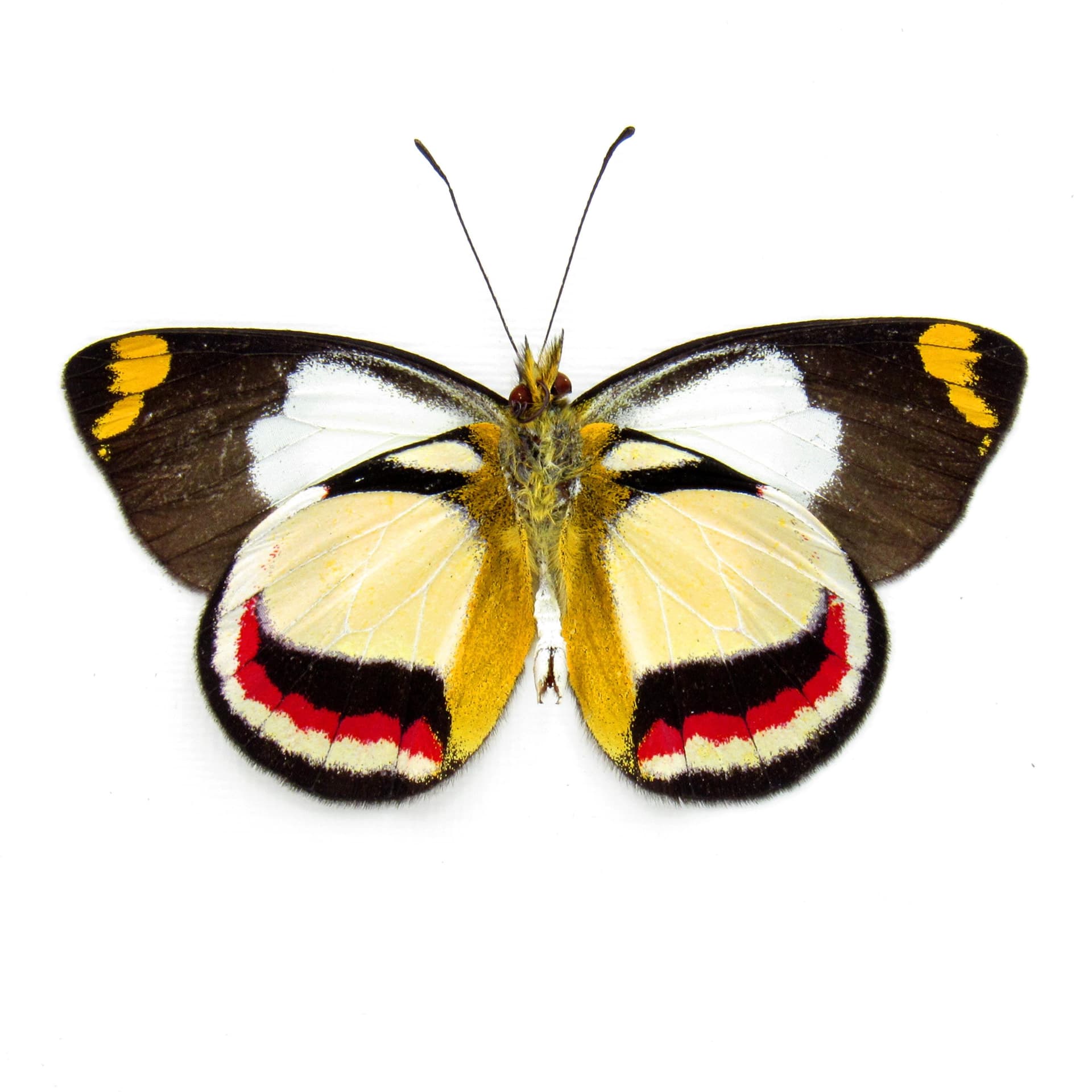 Rare Delias butterfly framed specimen - Delias bothwelli - Victorian mount