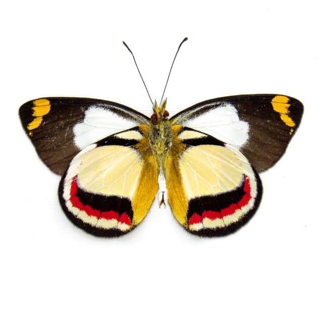 Rare Delias butterfly framed specimen - Delias bothwelli - Victorian mount