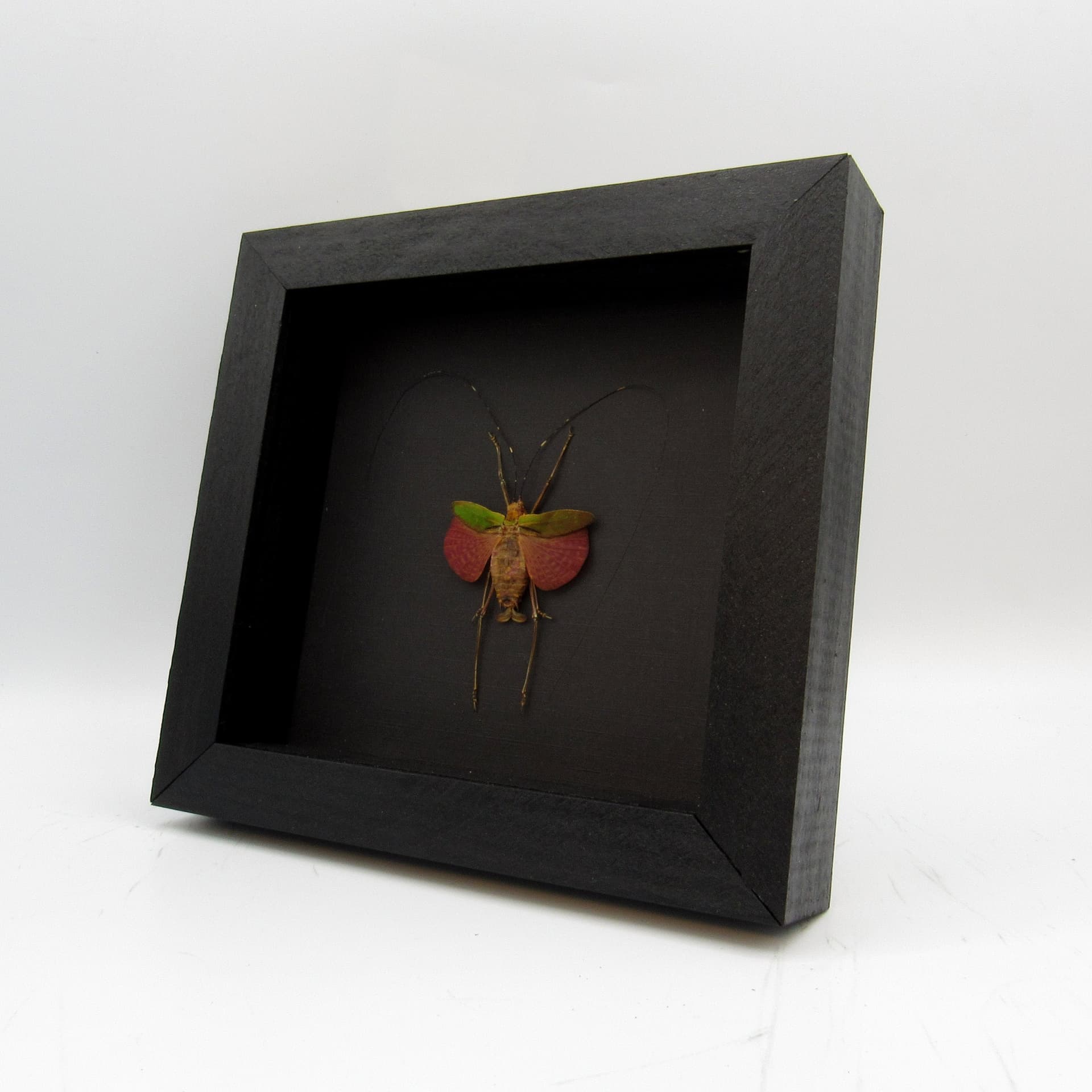 Tiny red Bush Cricket framed taxidermy - Scambophyllum sanguinolentum - female