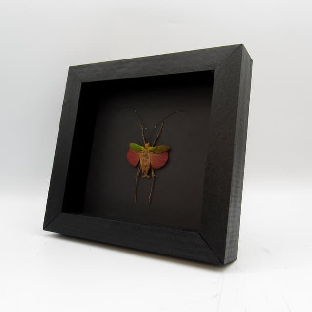 Tiny red Bush Cricket framed taxidermy - Scambophyllum sanguinolentum - female