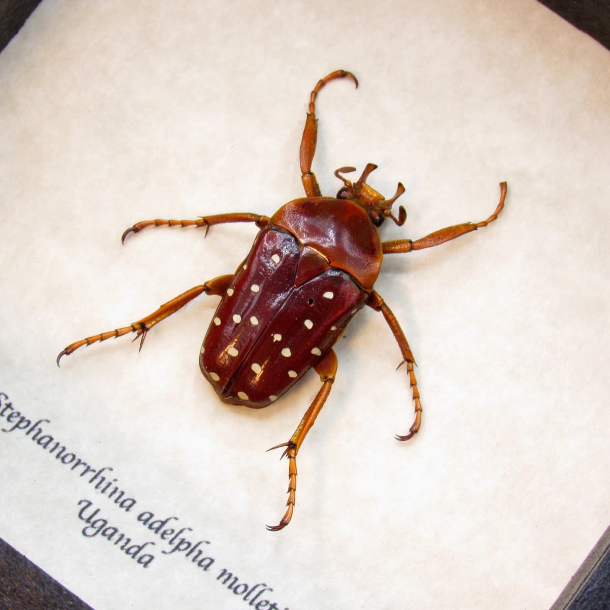 Real Polka Dot Scarab Beetle framed taxidermy - Stephanorrhina adelpha