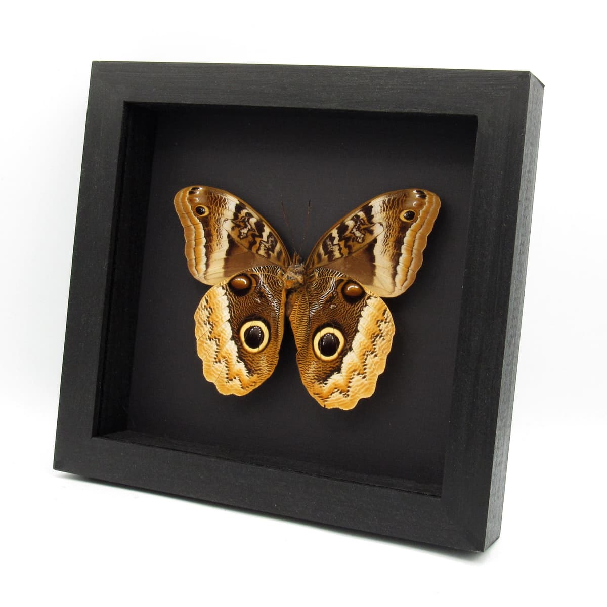 Rare Giant Owl butterfly framed taxidermy - Caligo uranus - female