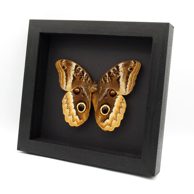 Rare Giant Owl butterfly framed taxidermy - Caligo uranus - female