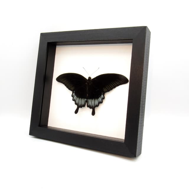 Real giant black swallowtail framed taxidermy - Papilio ascalaphus - Victorian mount