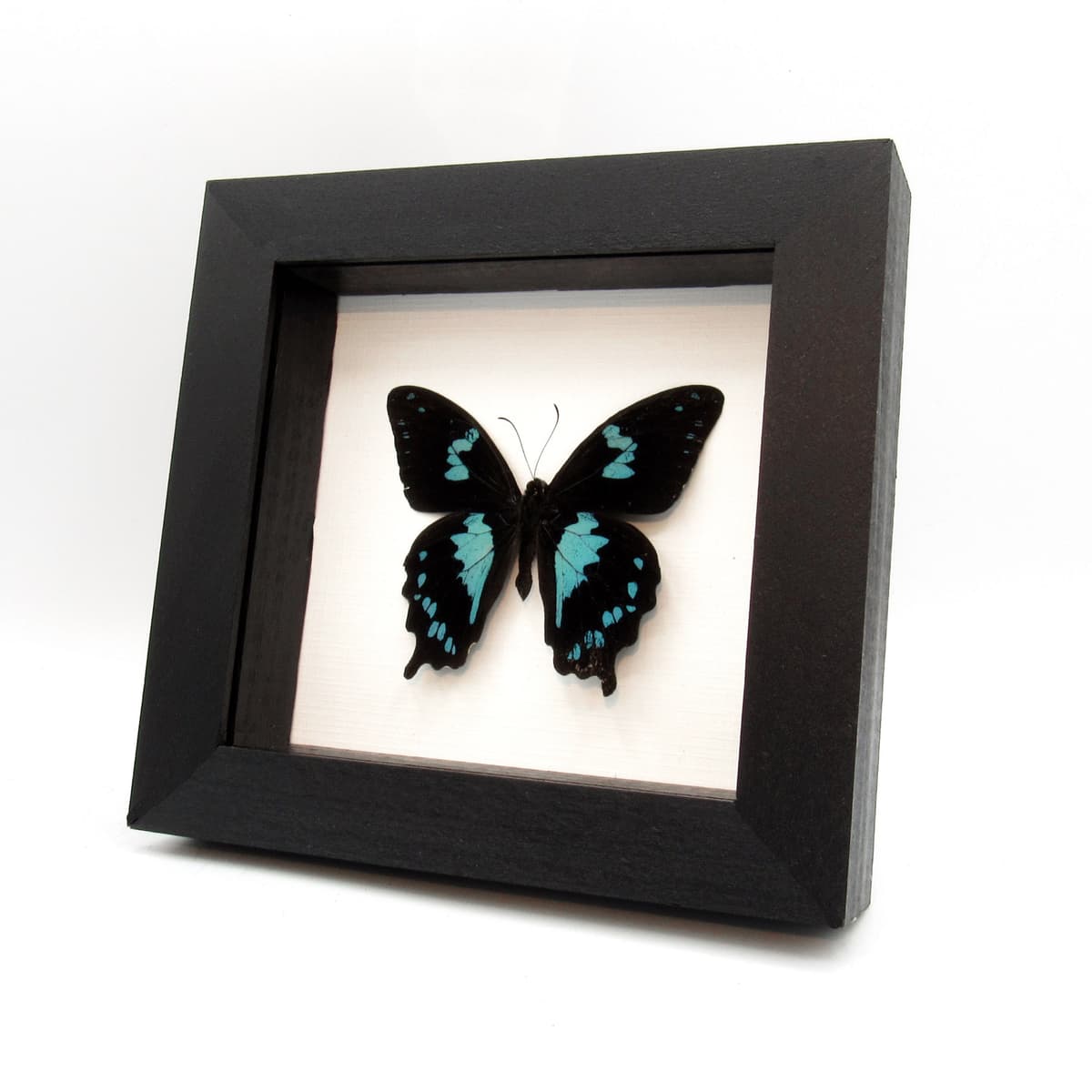 Real blue Teardrop Swallowtail butterfly framed taxidermy - Papilio epiphorbas