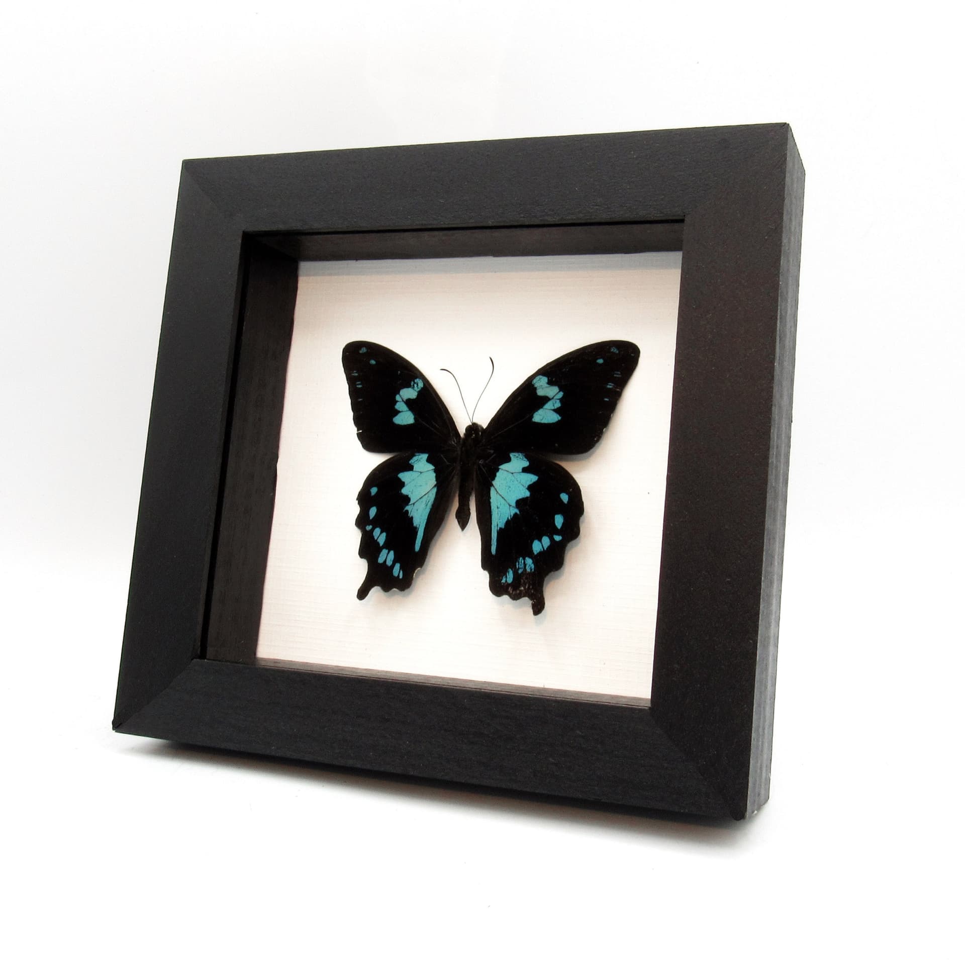 Real blue Teardrop Swallowtail butterfly framed taxidermy - Papilio epiphorbas