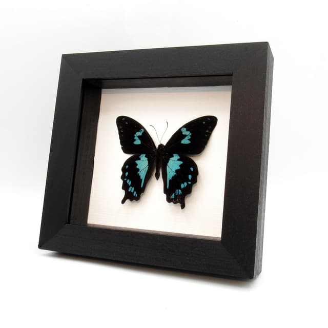 Real blue Teardrop Swallowtail butterfly framed taxidermy - Papilio epiphorbas