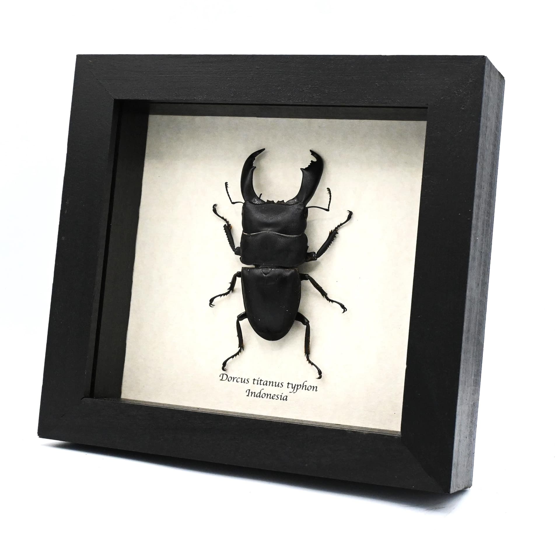 Real Giant Stag beetle framed taxidermy - Dorcus titanus typhon - XL