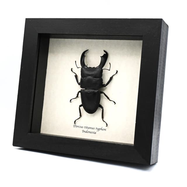 Real Giant Stag beetle framed taxidermy - Dorcus titanus typhon - XL