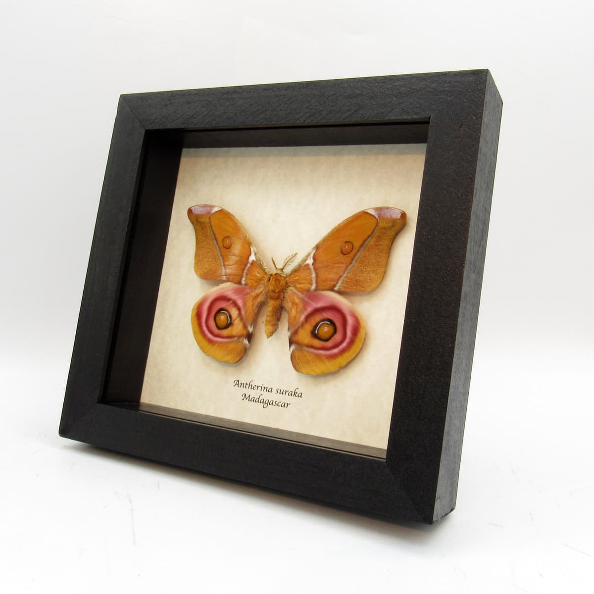 Real Madagascar Bullseye moth framed taxidermy - Antherina suraka