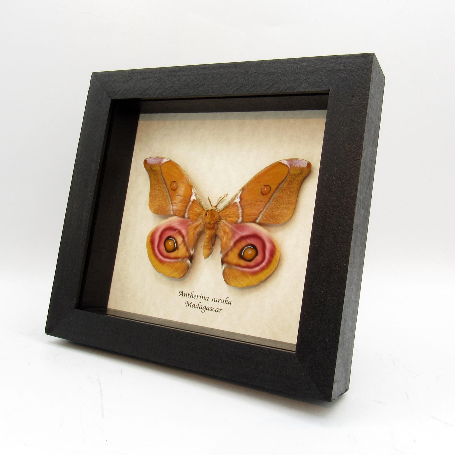 Real Madagascar Bullseye moth framed taxidermy - Antherina suraka