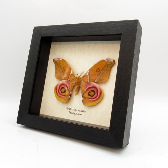 Real Madagascar Bullseye moth framed taxidermy - Antherina suraka