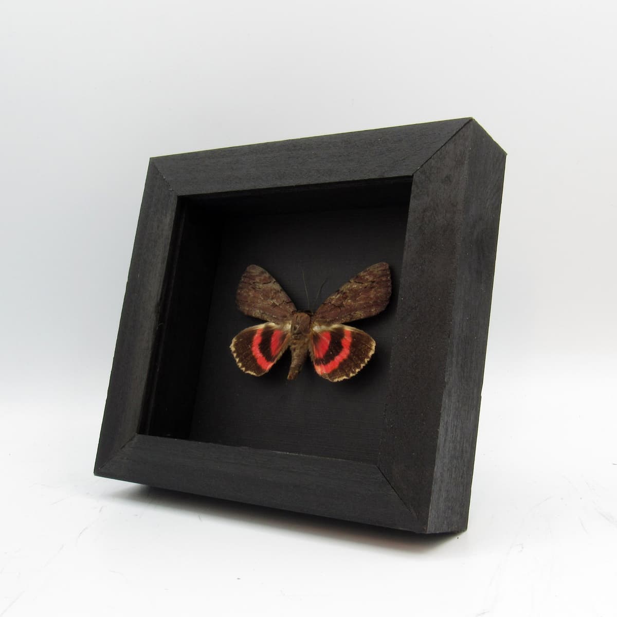 Real pink Underwing moth - Catocala cara