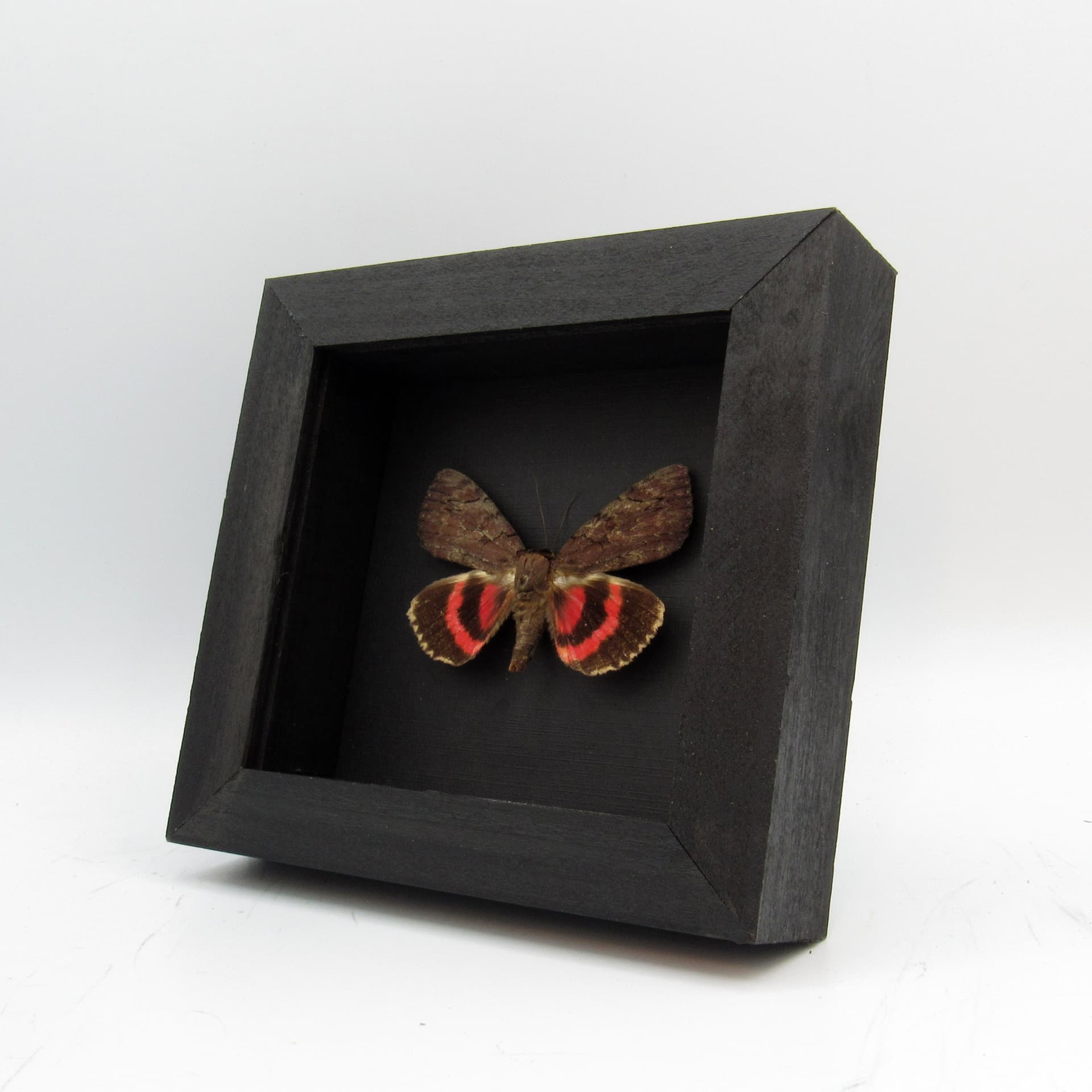 Real pink Underwing moth - Catocala cara